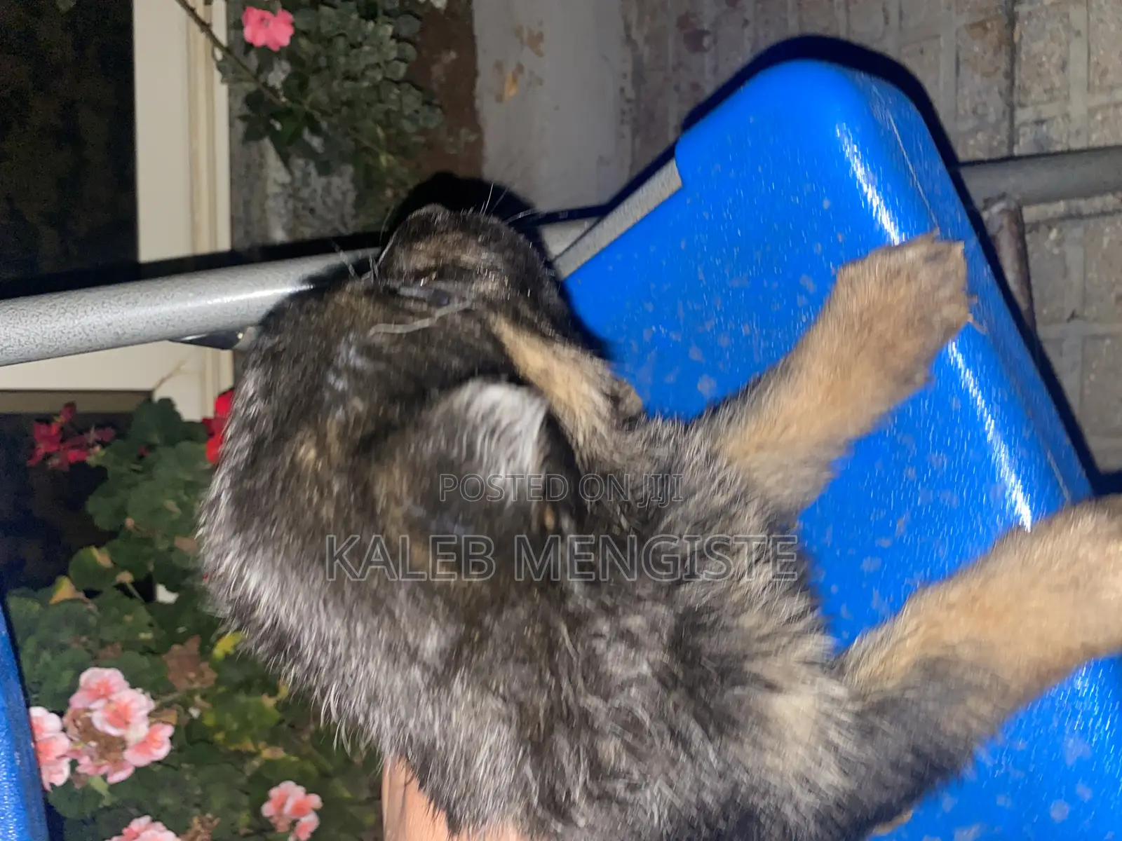 1-3 months Female Purebred German Shepherd
