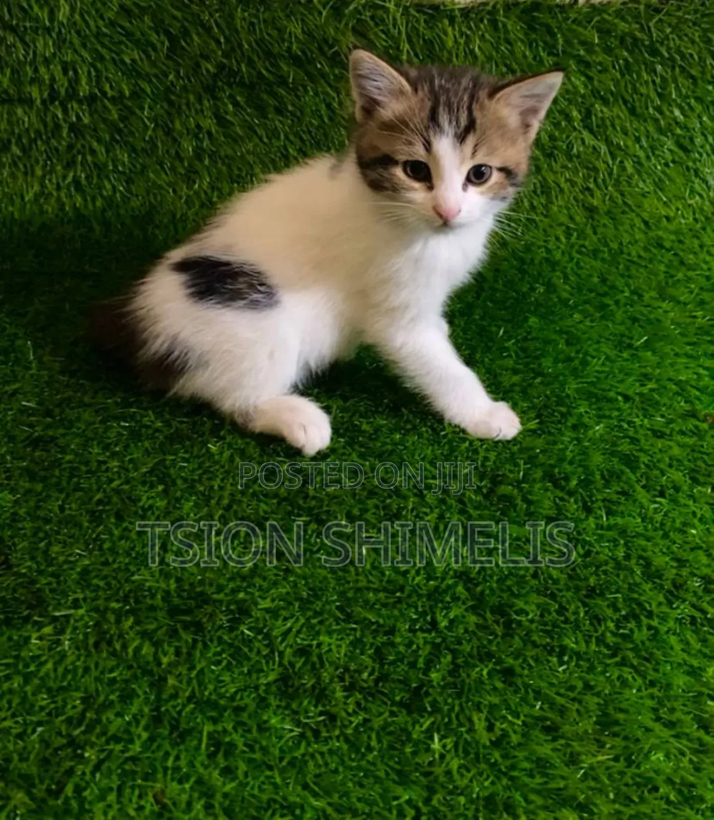 0-1 month Male Purebred Ragamuffin