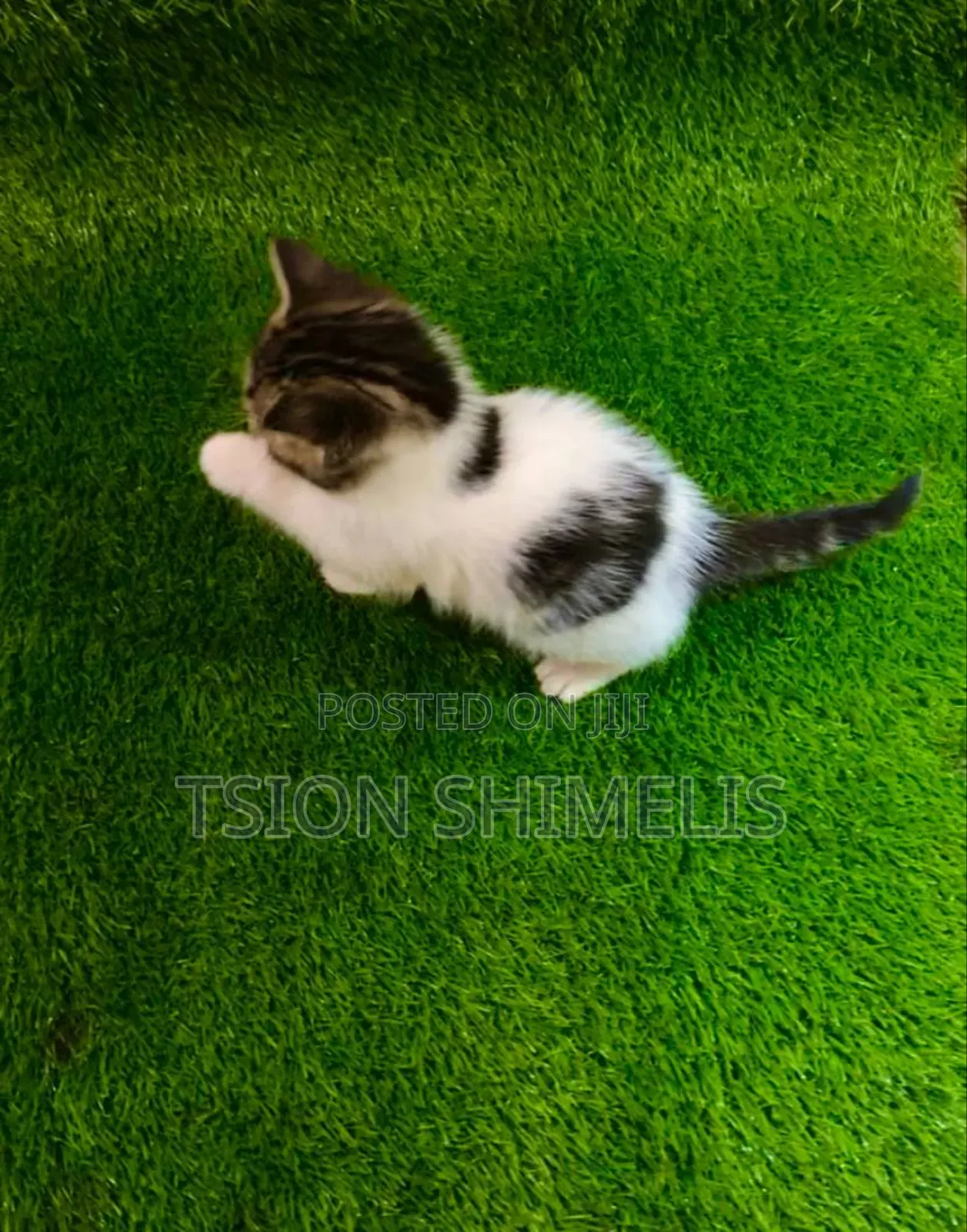 0-1 month Male Purebred Ragamuffin