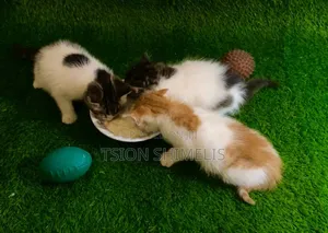 0-1 month Male Purebred Ragamuffin