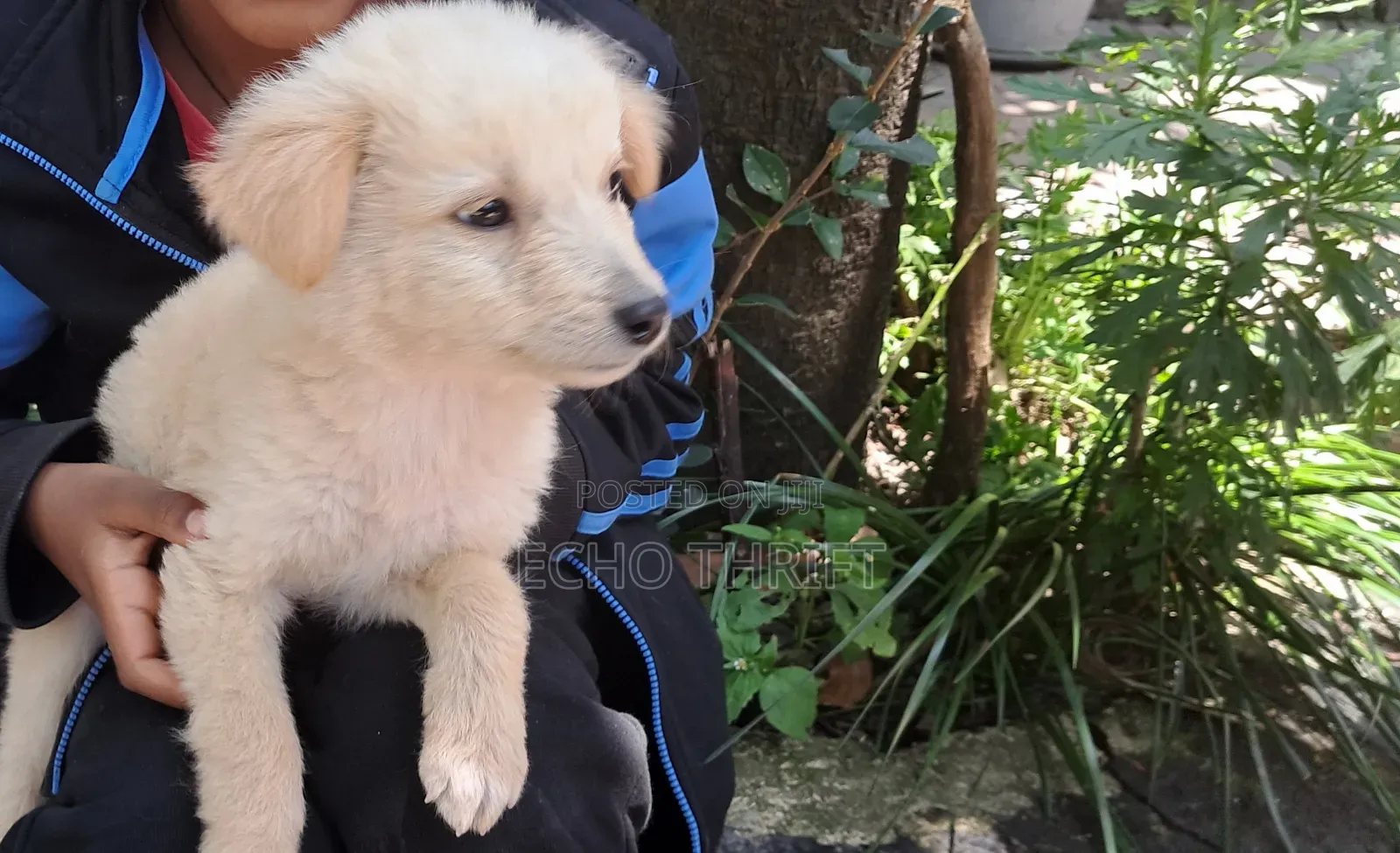 1-3 months Male Purebred Maltese
