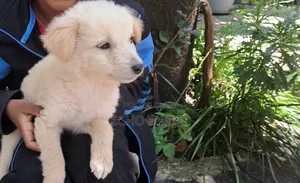 Photo - 1-3 months Male Purebred Maltese