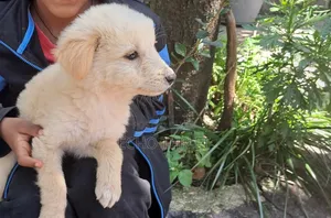1-3 months Male Purebred Maltese