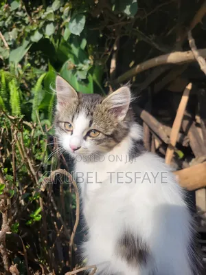 Photo - 1-3 months Female Mixed Breed British Shorthair