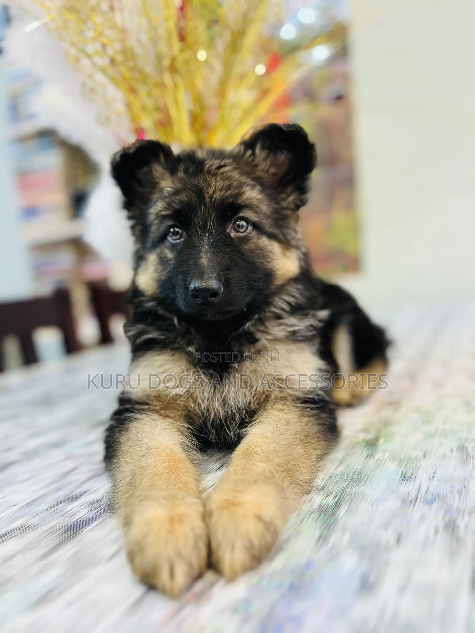 1-3 months Female Purebred German Shepherd