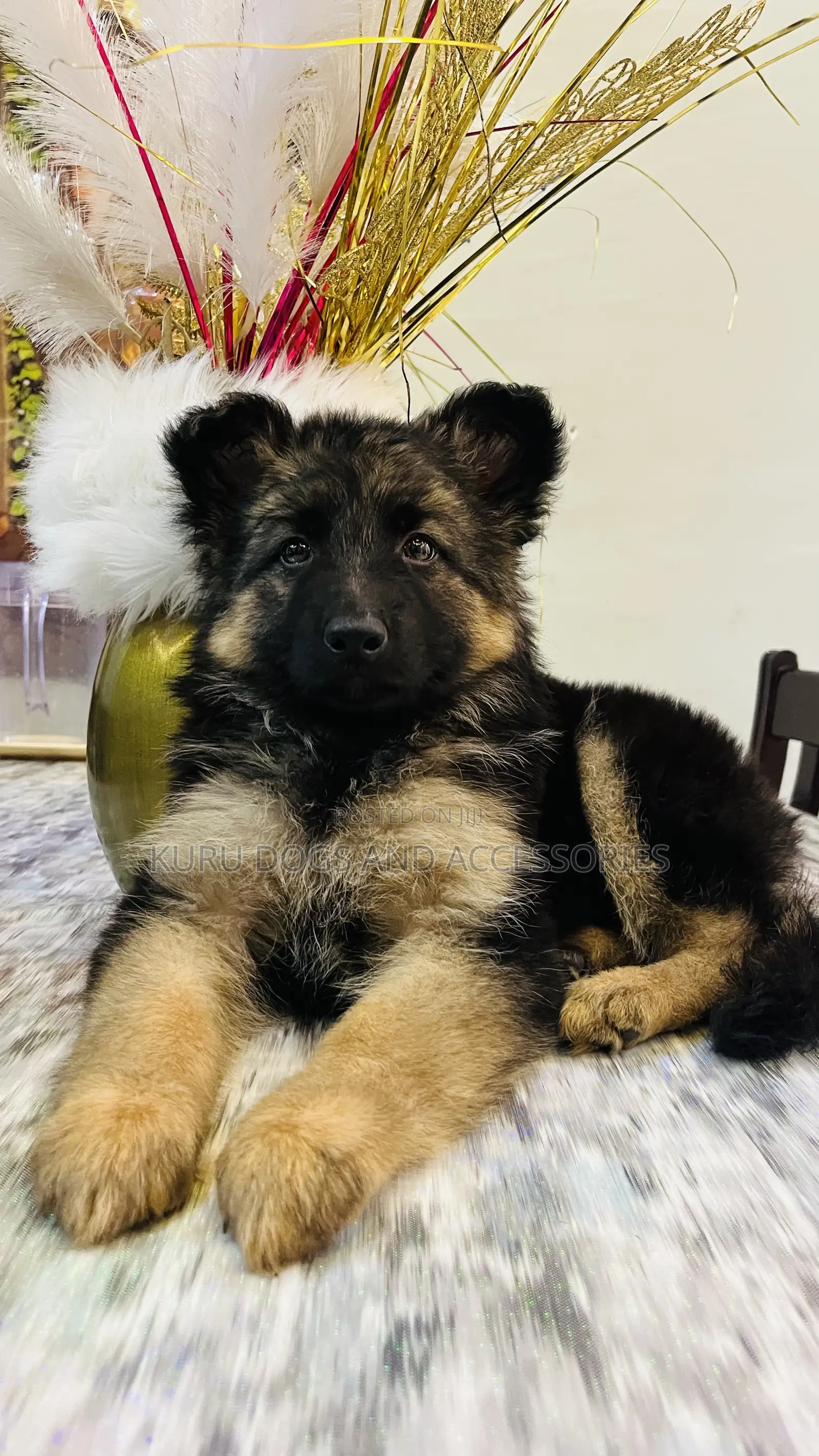 1-3 months Female Purebred German Shepherd