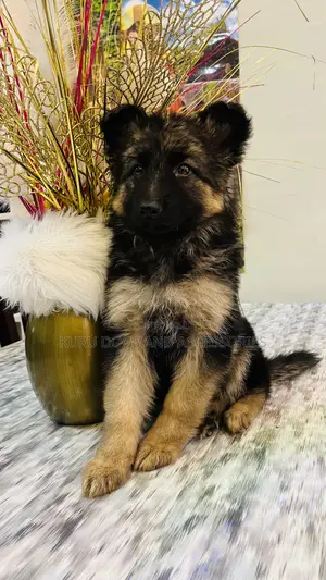 1-3 months Female Purebred German Shepherd