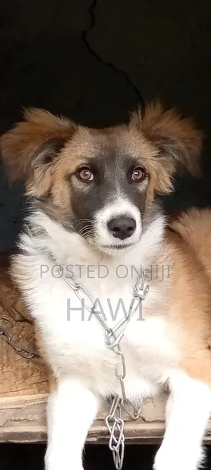 Photo - 3-6 months Female Mixed Breed Australian Shepherd