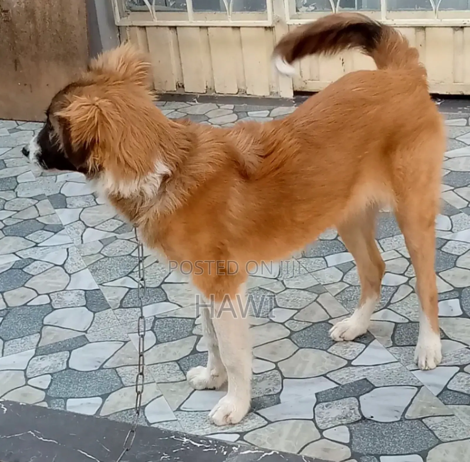 3-6 months Female Mixed Breed Australian Shepherd