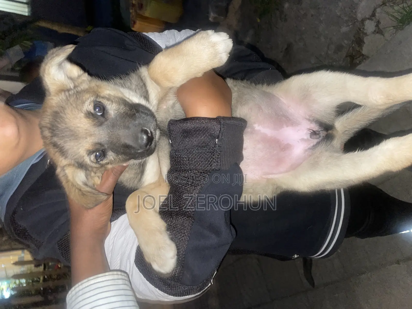 1-3 months Male Purebred German Shepherd