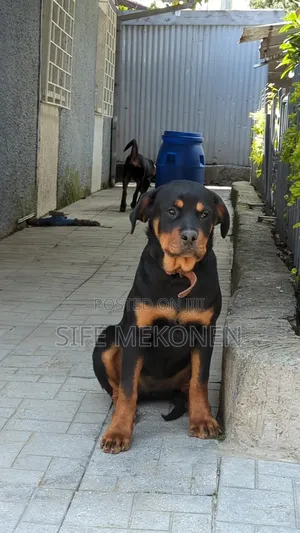 1-3 months Female Purebred Rottweiler