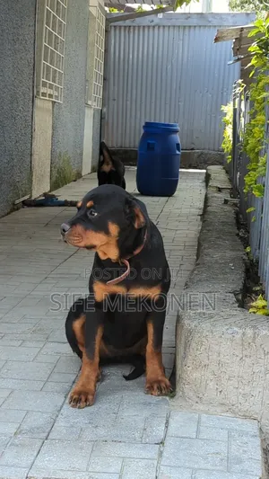 1-3 months Female Purebred Rottweiler