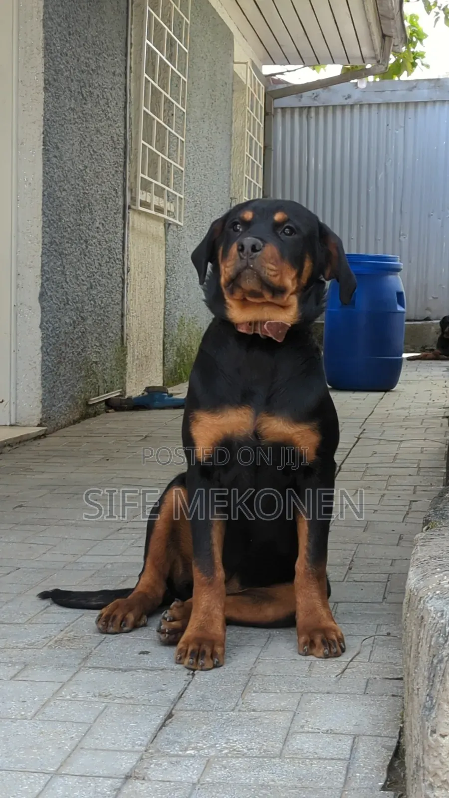 1-3 months Male Purebred Rottweiler