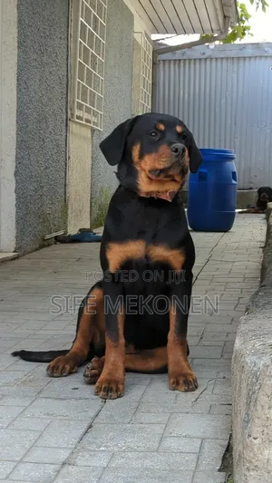 Photo - 1-3 months Male Purebred Rottweiler
