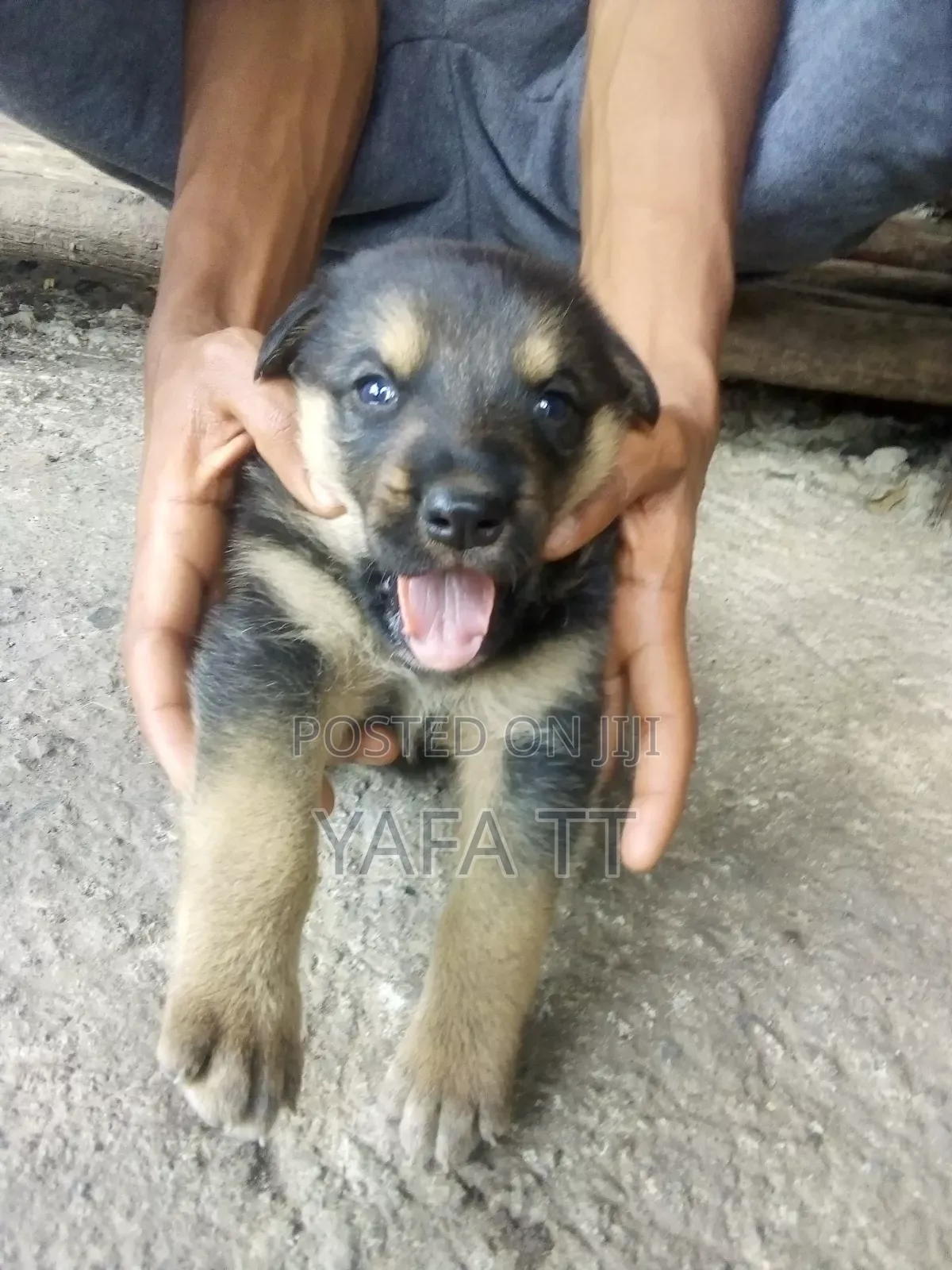 1-3 months Male Mixed Breed German Shepherd