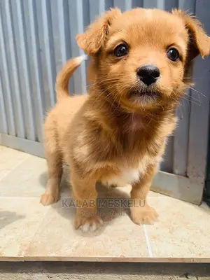 1-3 Month Male Purebred Dog