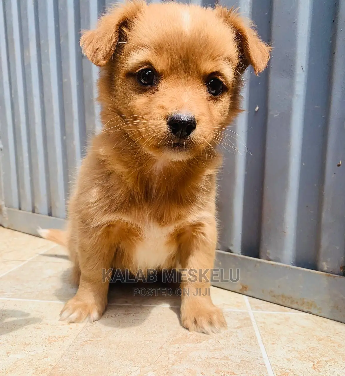 1-3 Month Male Purebred Dog