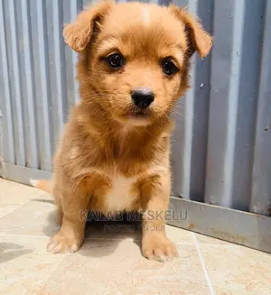 1-3 Month Male Purebred Dog