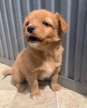 1-3 Month Male Purebred Dog