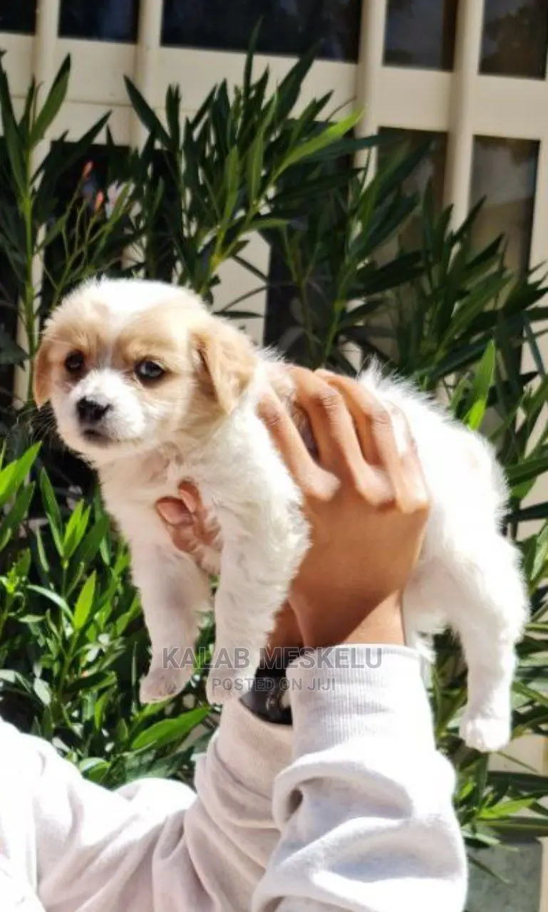1-3 Months Male Purebred Dog