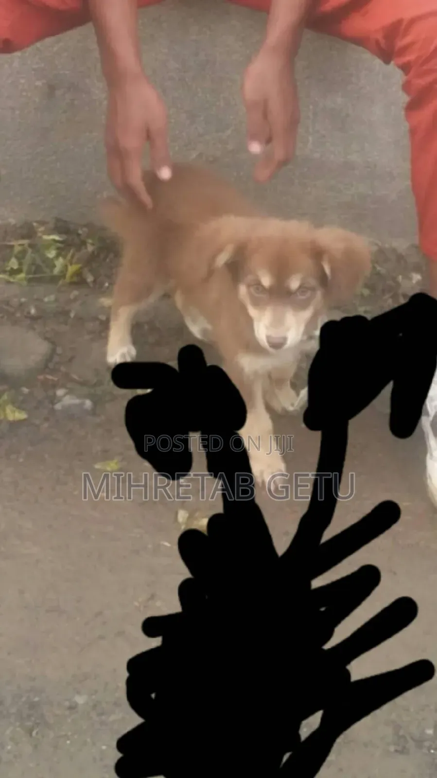 1-3 months Male Mixed Breed Siberian Husky