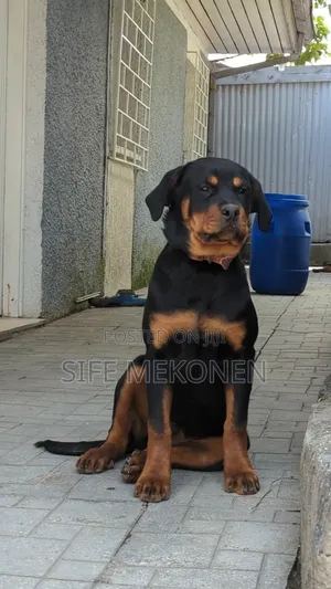 3-6 months Male Purebred Rottweiler