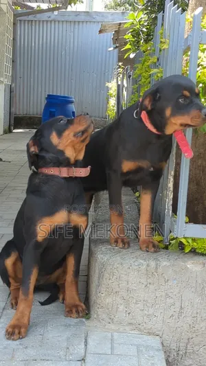 3-6 months Male Purebred Rottweiler