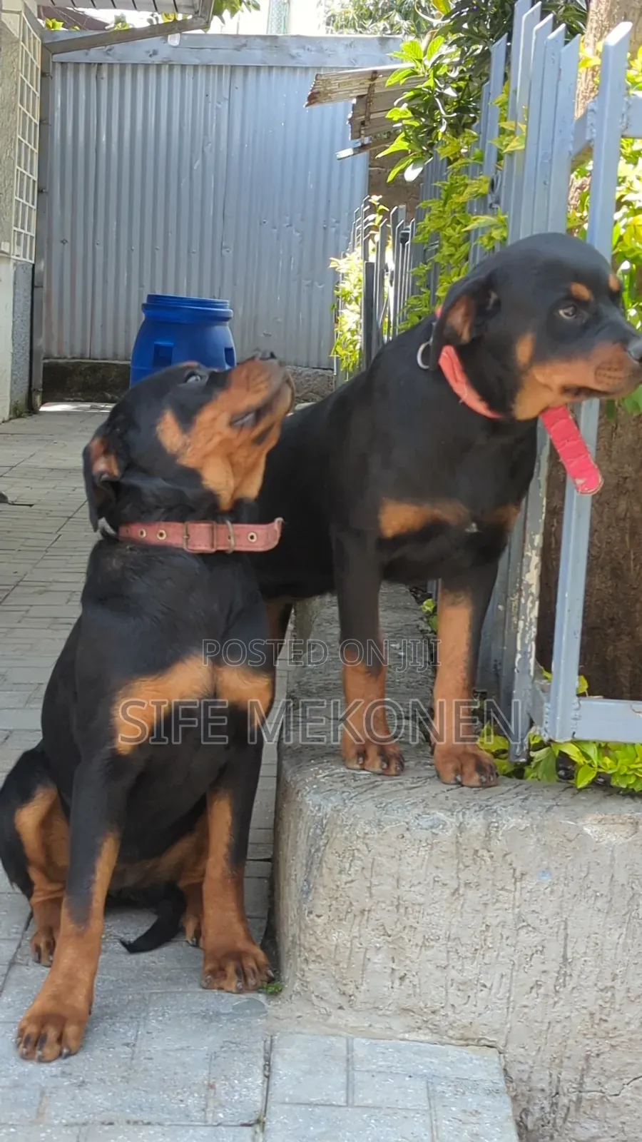 3-6 months Male Purebred Rottweiler