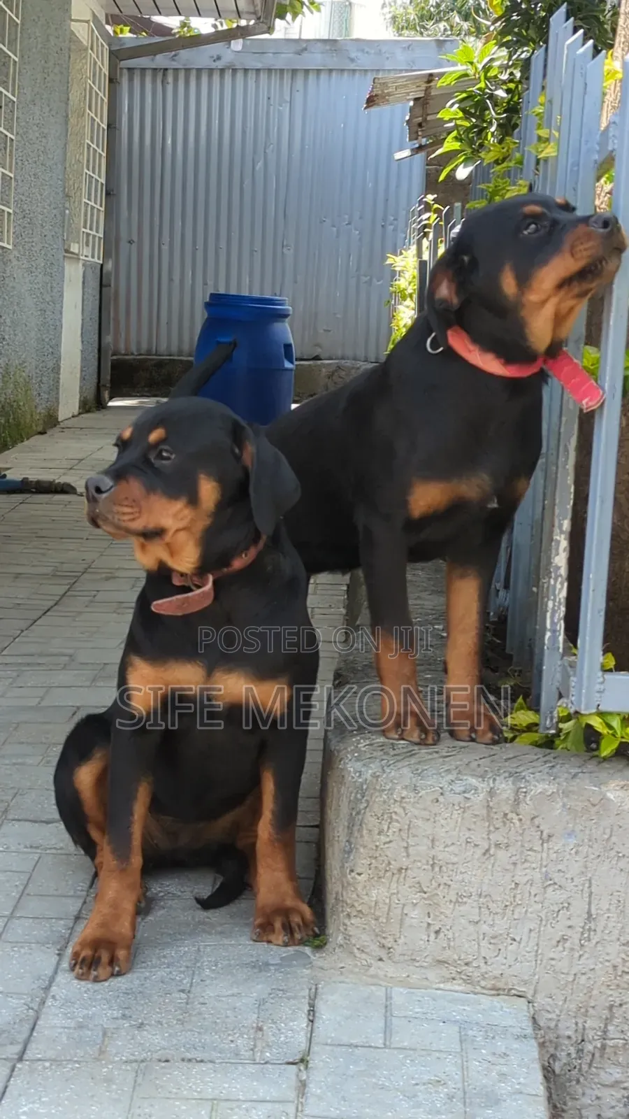 3-6 months Male Purebred Rottweiler