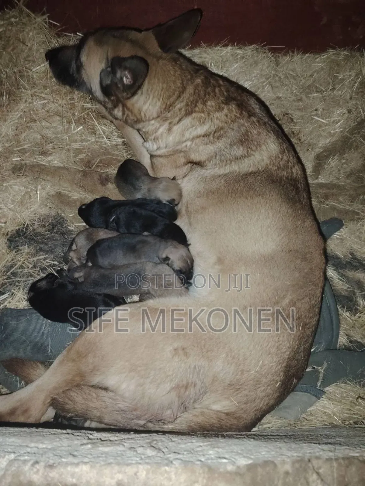 1-3 months Male Purebred Belgian Malinois