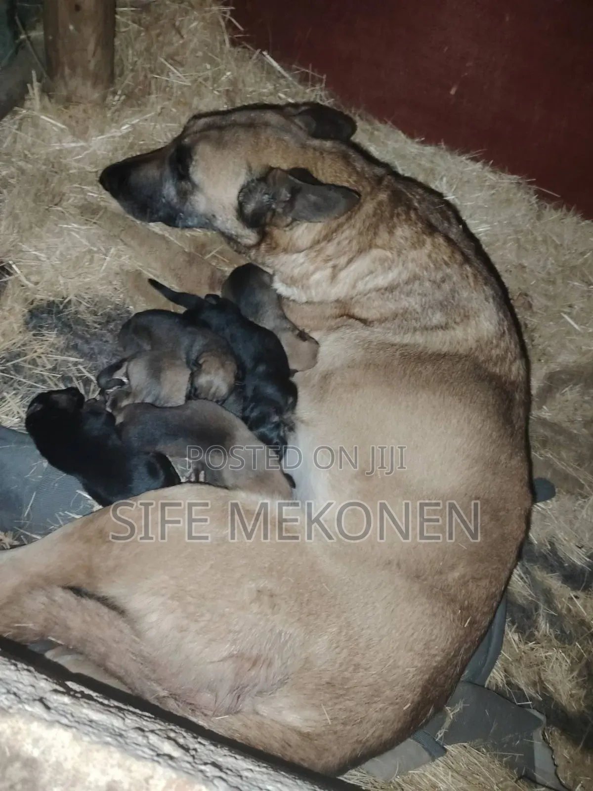 1-3 months Male Purebred Belgian Malinois