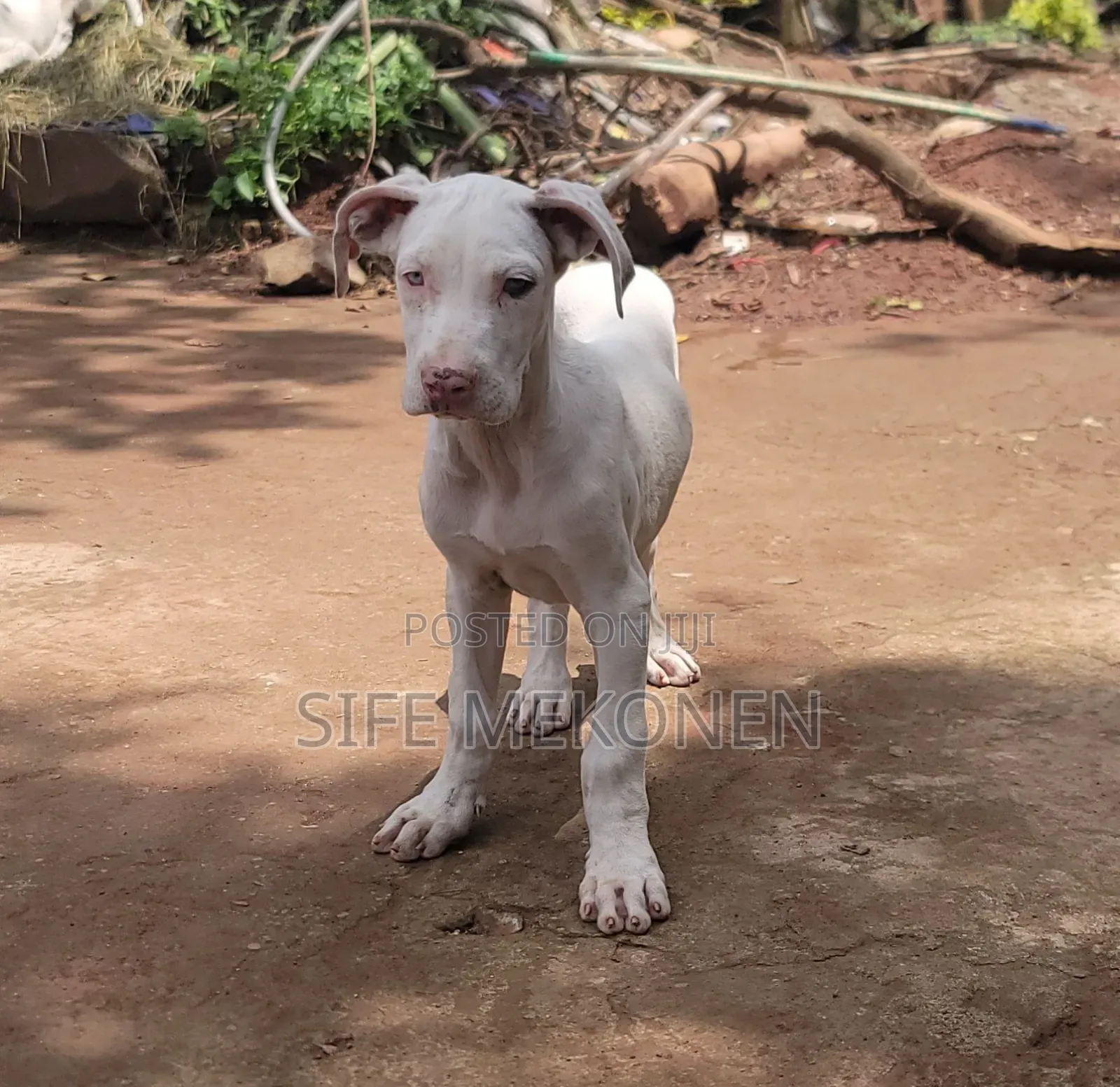 1-3 months Female Purebred Great Dane