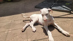 1-3 months Female Purebred Great Dane