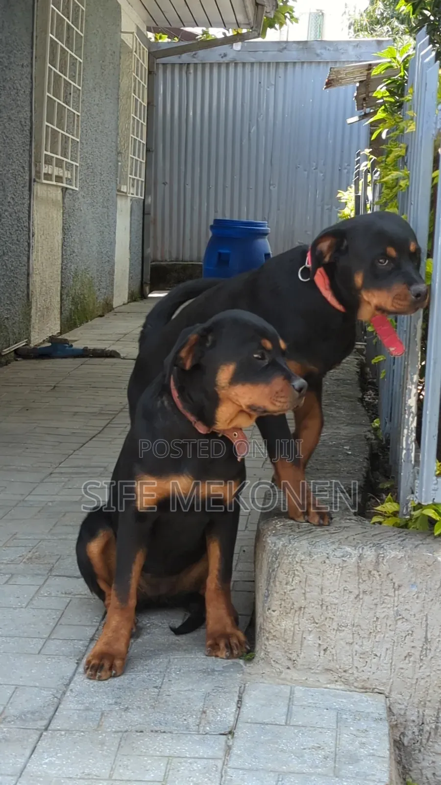 3-6 months Male Purebred Rottweiler