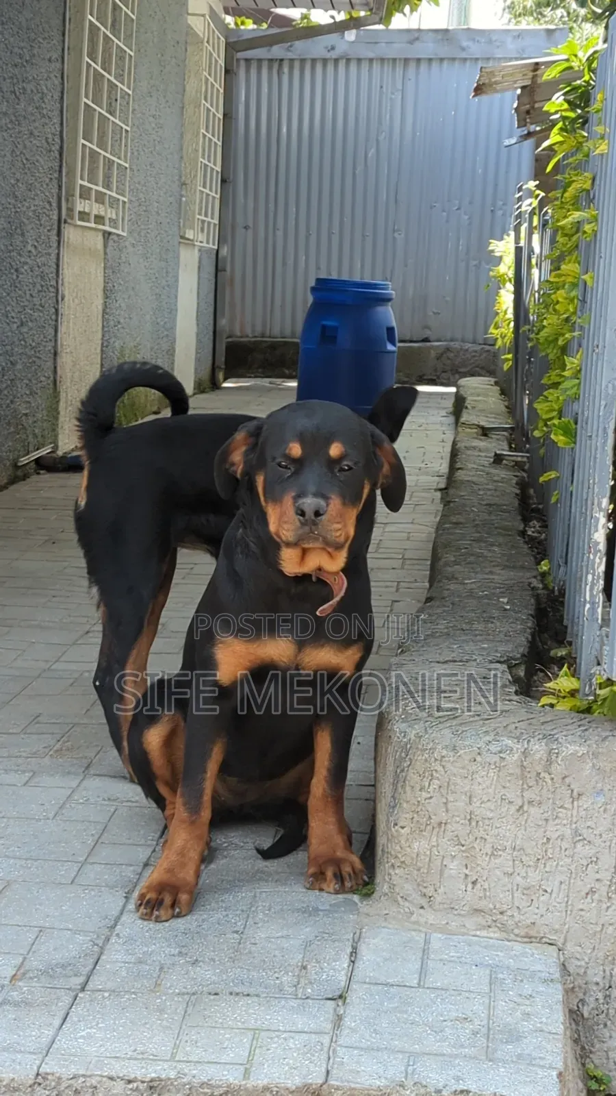 3-6 months Male Purebred Rottweiler
