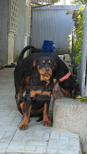 3-6 months Male Purebred Rottweiler