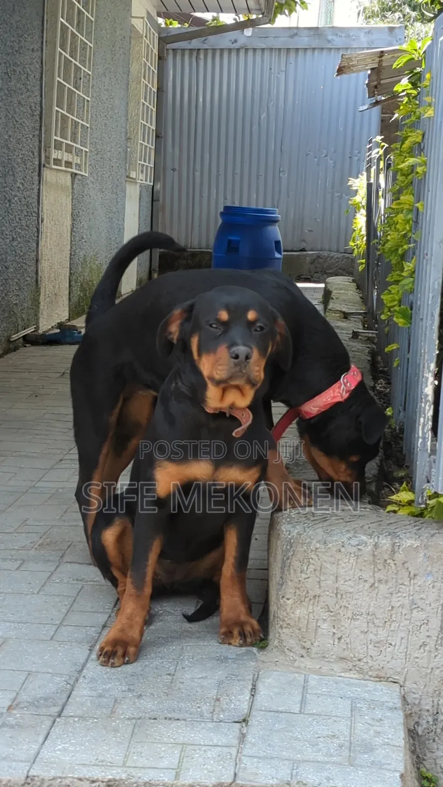 3-6 months Male Purebred Rottweiler