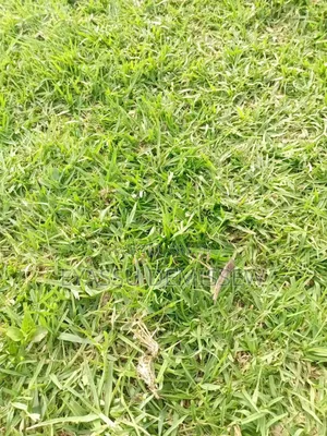 Photo - Grass Turf