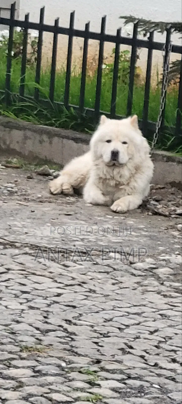 1-3 months Male Purebred Samoyed