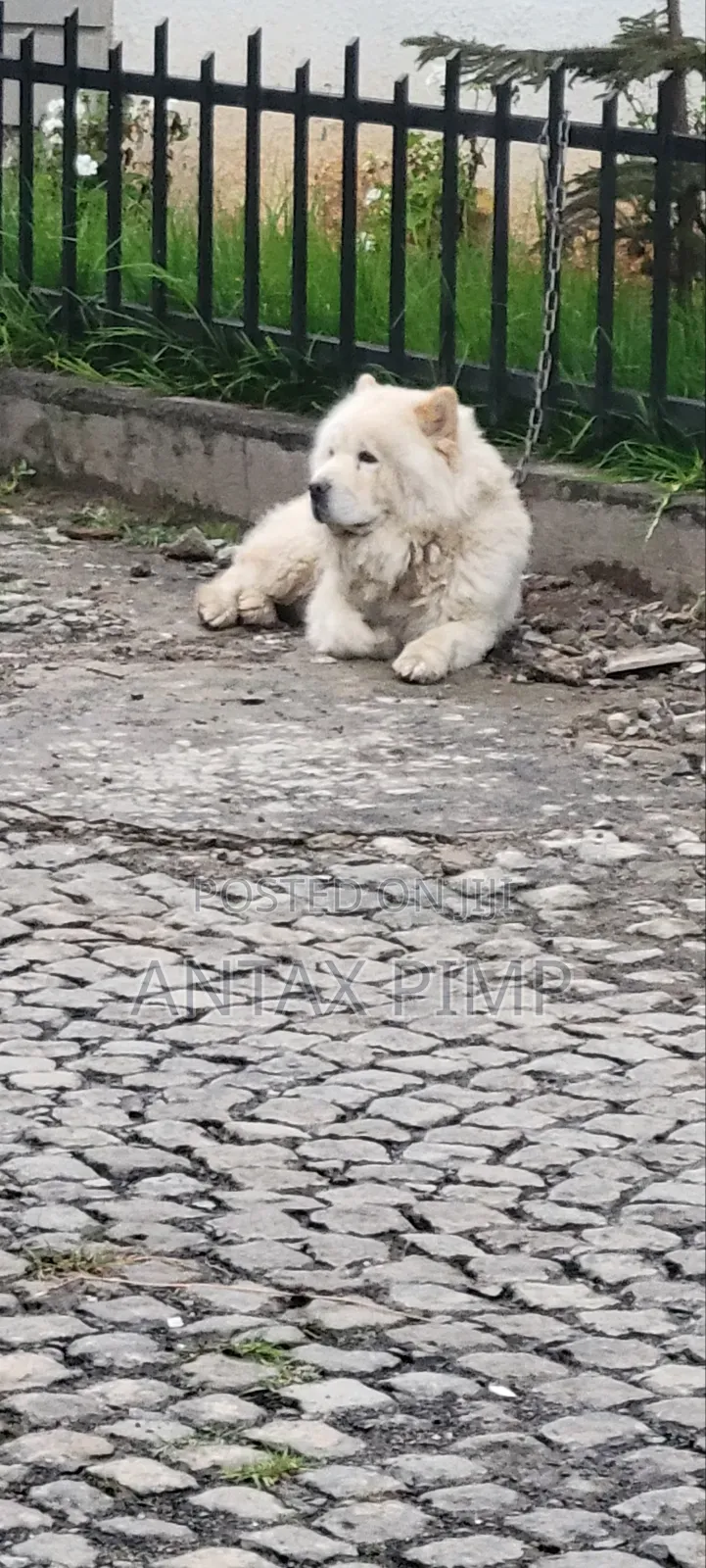 1-3 months Male Purebred Samoyed