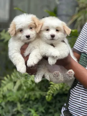 Photo - 1-3 months Male Purebred Maltese