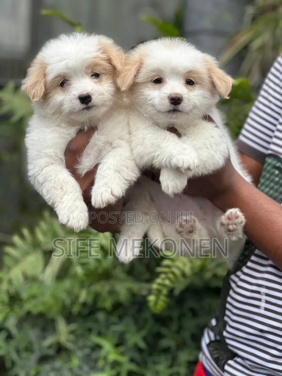 1-3 months Male Purebred Maltese