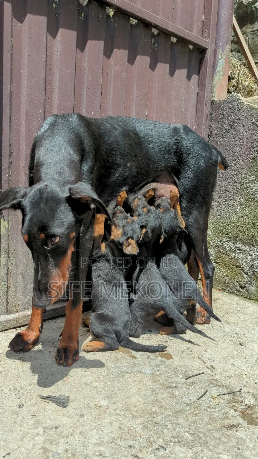 1-3 months Male Mixed Breed Doberman Pinscher