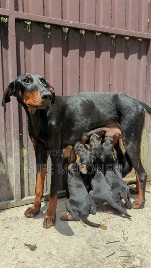 1-3 months Male Mixed Breed Doberman Pinscher