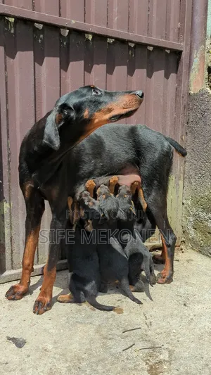 Photo - 1-3 months Male Mixed Breed Doberman Pinscher