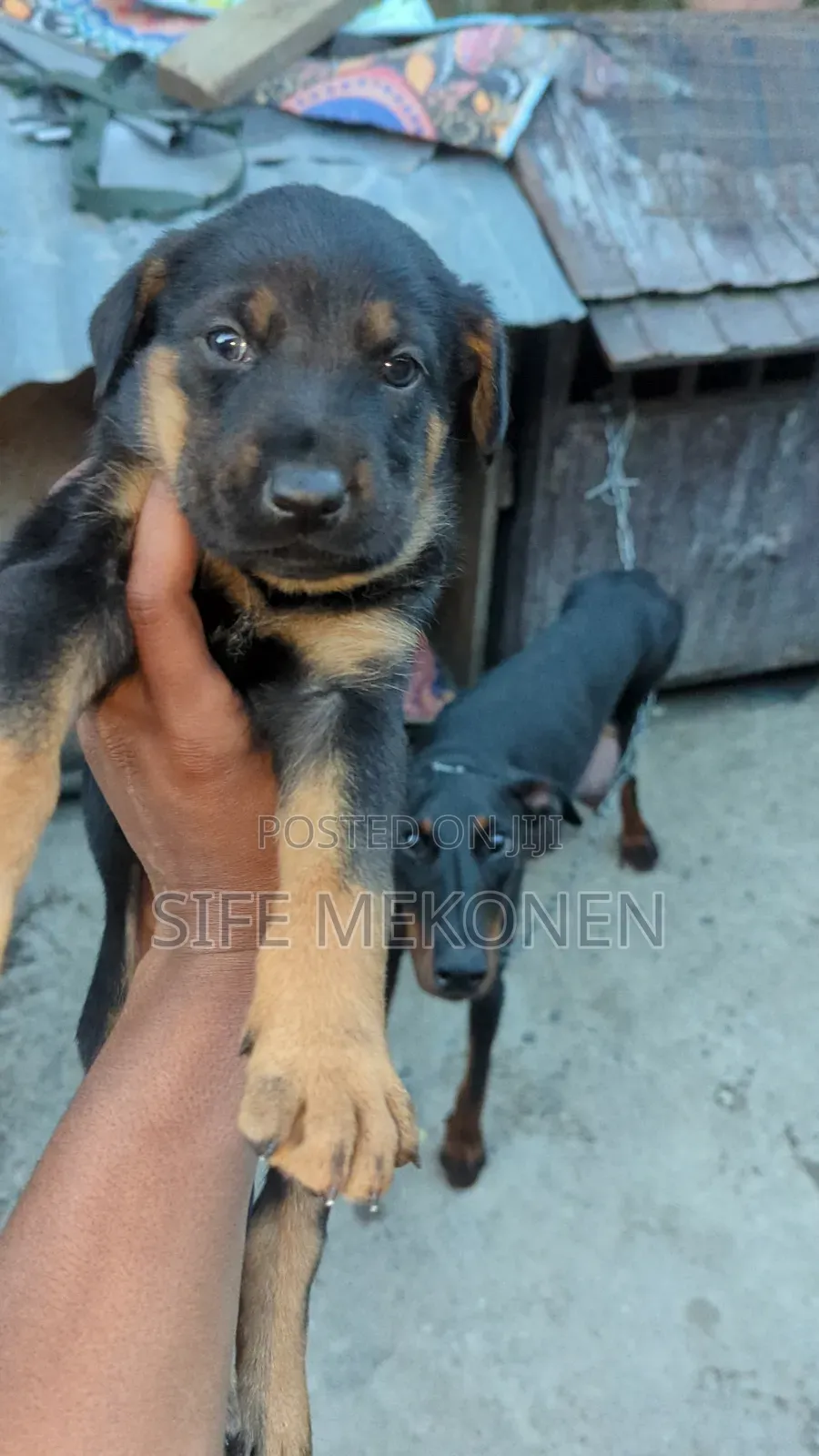 1-3 months Male Mixed Breed Doberman Pinscher