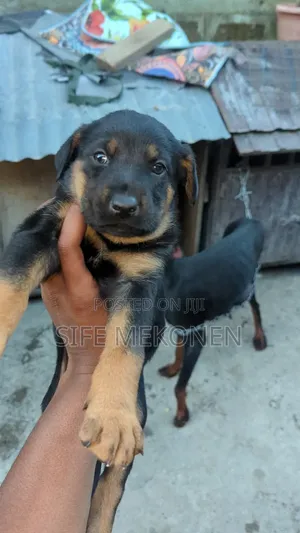1-3 months Male Mixed Breed Doberman Pinscher