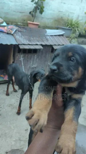 1-3 months Male Mixed Breed Doberman Pinscher