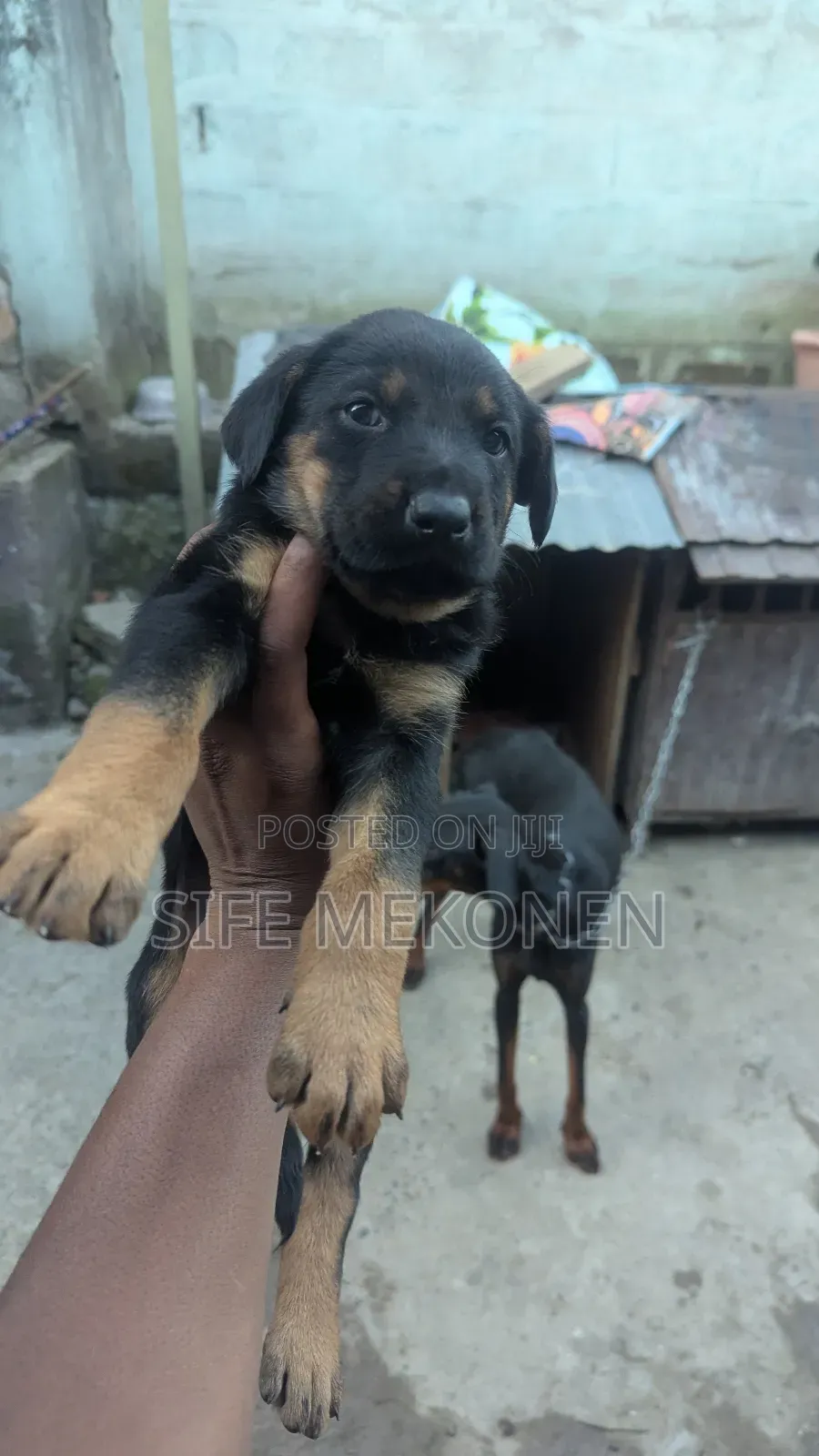 1-3 months Male Mixed Breed Doberman Pinscher