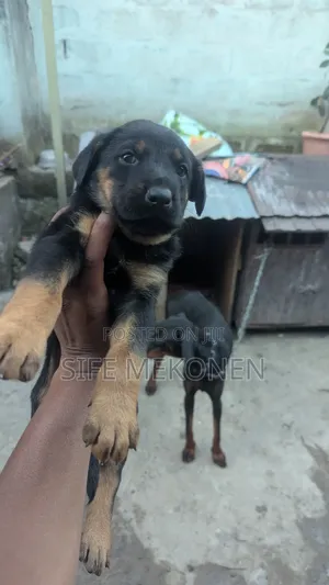 1-3 months Male Mixed Breed Doberman Pinscher